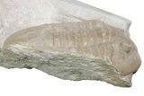 Rare, Partial Ptychopyge Trilobite - St Petersburg, Russia #363174-3